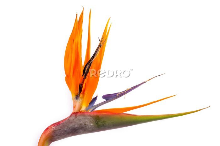 Papier peint  Bird of Paradise flower (Strelitzia regina) on the white background.