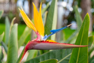 Papier peint  bird of paradise flower (Strelitzia reginae) 