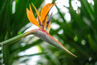 Papier peint  Bird of Paradise flower (Strelitzia reginae)