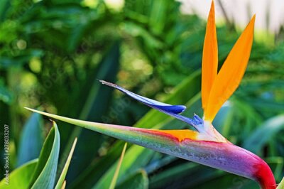 Papier peint  Bird of paradise flower - Strelitzia Reginae