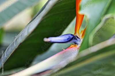 Papier peint  Bird of paradise flower - Strelitzia Reginae