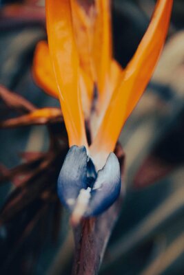 Papier peint  Bird of Paradise flower Strelitzia Reginae