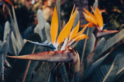 Papier peint  Bird of Paradise flower Strelitzia Reginae