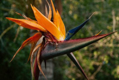 Papier peint  Bird of Paradise flower Strelitzia Reginae