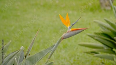 Papier peint  Bird of paradise flower -strelitzia reginae