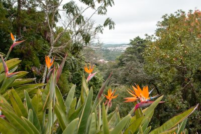 Papier peint  Bird of paradise flower, Strelitzia reginae.