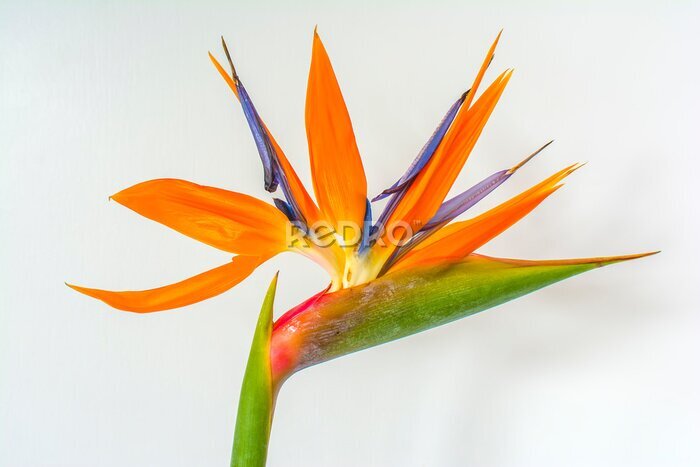 Papier peint  Bird of paradise flower (Strelitzia reginae)