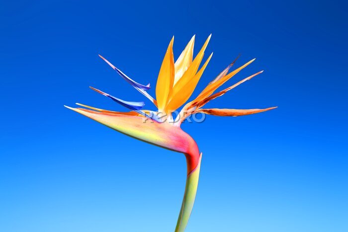 Papier peint  Bird of paradise flower, strelitzia reginae
