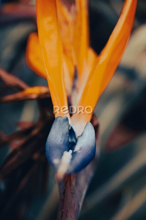 Papier peint  Bird of Paradise flower Strelitzia Reginae