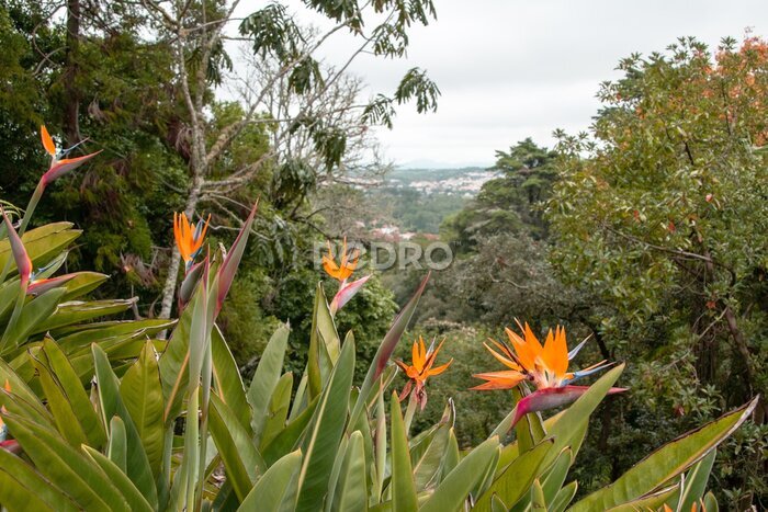 Papier peint  Bird of paradise flower, Strelitzia reginae.