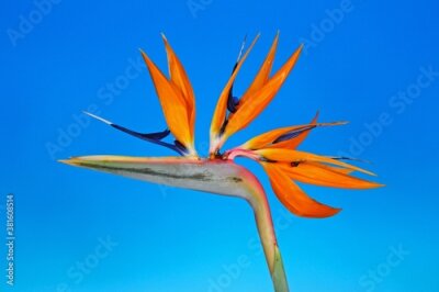 Papier peint  Bird of Paradise Flower (Strelitzia Reginae) against a blue background.