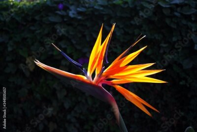 Papier peint  Bird of Paradise flower (Strelitzia reginae), Andalusia, Spain.
