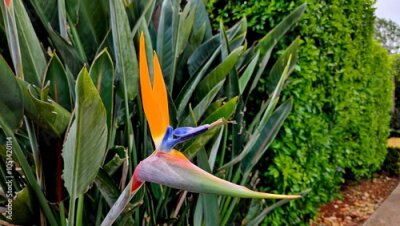 Papier peint  Bird of paradise flower Strelitzia reginae blooming next to a hedge and path
