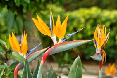 Papier peint  Bird of paradise flower Strelitzia reginae, Canary Islands, Spain