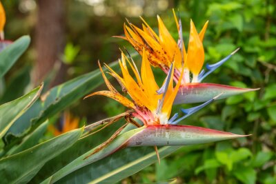 Papier peint  Bird of paradise flower Strelitzia reginae, Canary Islands, Spain.