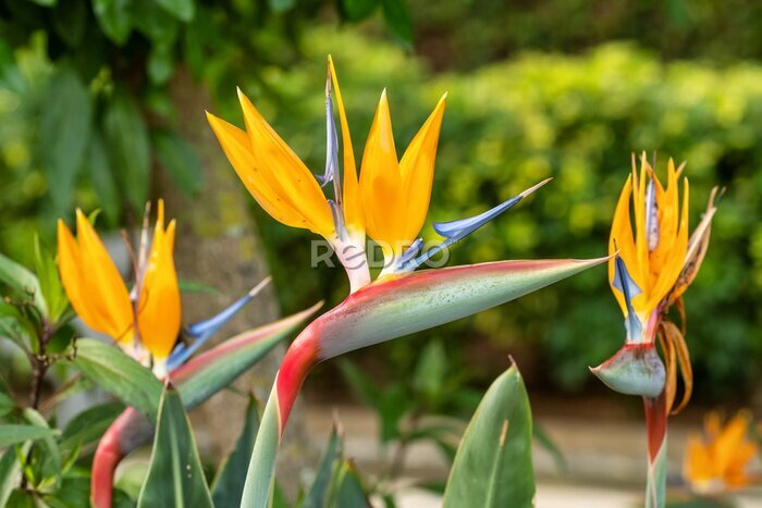 Papier peint  Bird of paradise flower Strelitzia reginae, Canary Islands, Spain