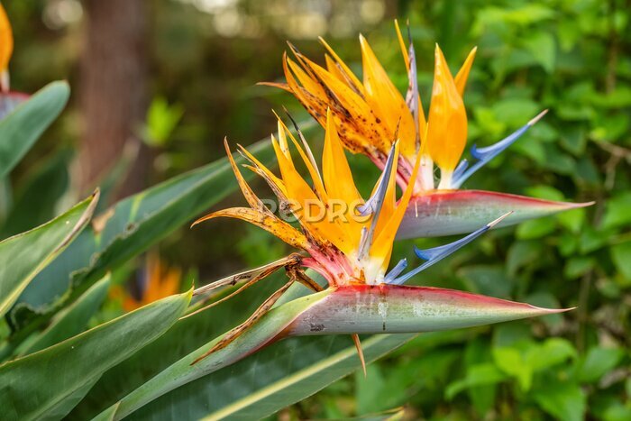 Papier peint  Bird of paradise flower Strelitzia reginae, Canary Islands, Spain.