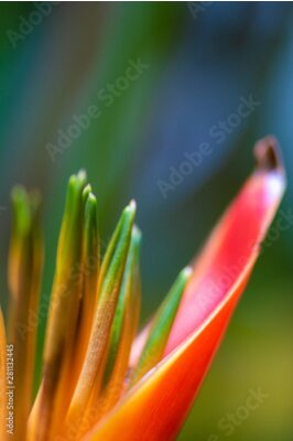Papier peint  Bird of paradise flower, Strelitzia reginae close-up