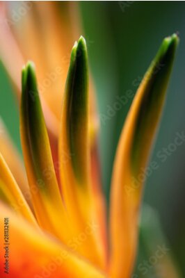 Papier peint  Bird of paradise flower, Strelitzia reginae close-up