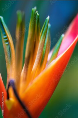 Papier peint  Bird of paradise flower, Strelitzia reginae close-up