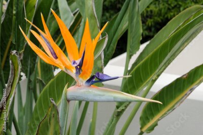 Papier peint  Bird of Paradise Flower (Strelitzia Reginae), Corfu, Greece