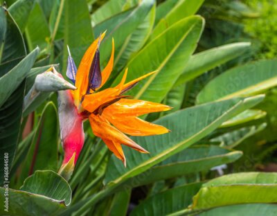 Papier peint  Bird of Paradise Flower (Strelitzia Reginae).Flower and leaves