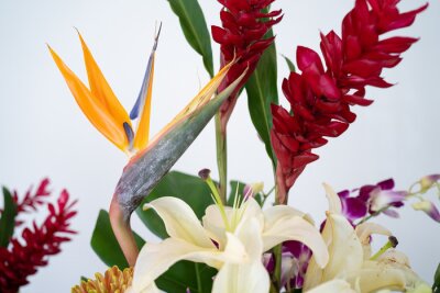 Papier peint  Bird of paradise flower (Strelitzia reginae flower) close up with others flowers.