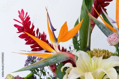 Papier peint  Bird of paradise flower (Strelitzia reginae flower) close up with others flowers.