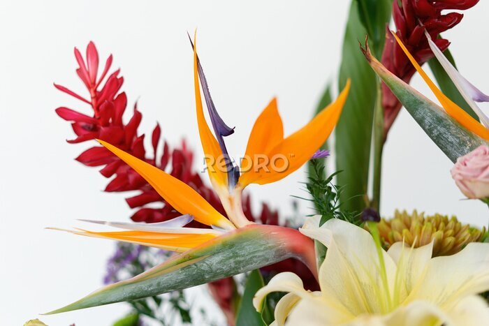 Papier peint  Bird of paradise flower (Strelitzia reginae flower) close up with others flowers.