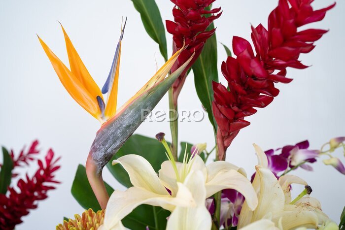 Papier peint  Bird of paradise flower (Strelitzia reginae flower) close up with others flowers.