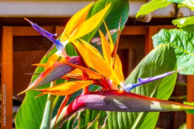 Papier peint  Bird Of Paradise flower Strelitzia Reginae flowers plants Costa Rica.