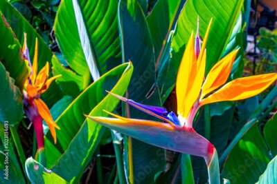 Papier peint  Bird Of Paradise flower Strelitzia Reginae flowers plants Costa Rica.