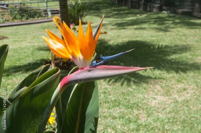 Papier peint  Bird of Paradise Flower, Strelitzia reginae, Funchal, Botanical Garden, Madeira,Portugal