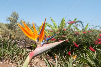 Papier peint  Bird of Paradise Flower, Strelitzia reginae, Funchal, Botanical Garden, Madeira,Portugal