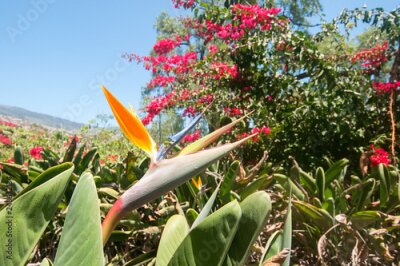 Papier peint  Bird of Paradise Flower, Strelitzia reginae, Funchal, Botanical Garden, Madeira,Portugal