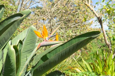 Papier peint  Bird of Paradise Flower, Strelitzia reginae, Funchal, Madeira, Portugal	