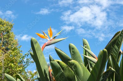 Papier peint  Bird of Paradise Flower, Strelitzia reginae, Funchal, Madeira, Portugal	