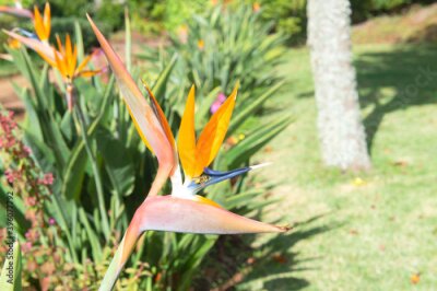 Papier peint  Bird of Paradise Flower, Strelitzia reginae, Funchal, Madeira, Portugal	