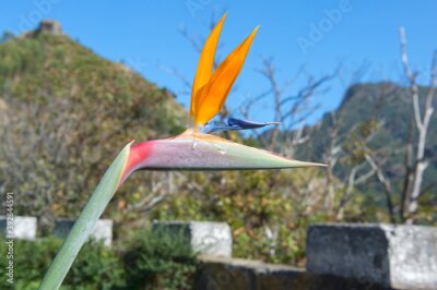 Papier peint  Bird of Paradise Flower, Strelitzia reginae, Funchal,  Madeira,Portugal