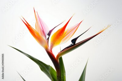 Papier peint  Bird of paradise flower, Strelitzia reginae, Generative AI