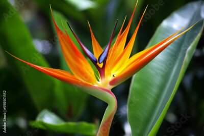 Papier peint  Bird of paradise flower, Strelitzia reginae, Generative AI