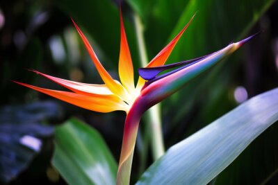 Papier peint  Bird of paradise flower, Strelitzia reginae, Generative AI