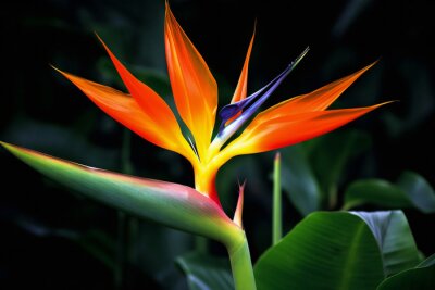 Papier peint  Bird of paradise flower, Strelitzia reginae, Generative AI