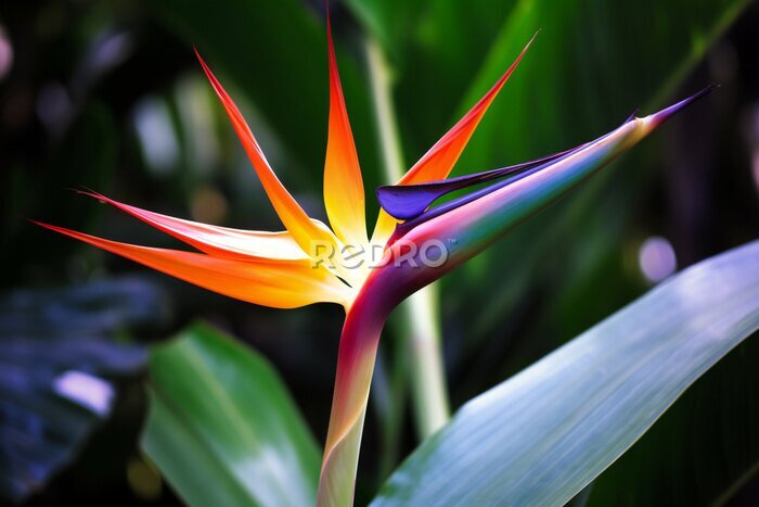 Papier peint  Bird of paradise flower, Strelitzia reginae, Generative AI