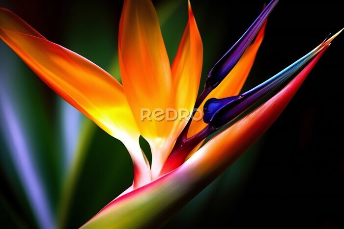 Papier peint  Bird of paradise flower, Strelitzia reginae, Generative AI
