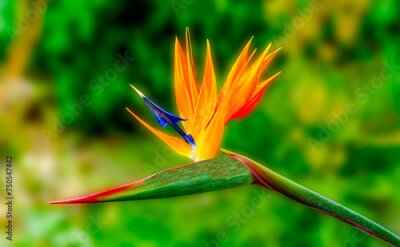 Papier peint  Bird Of Paradise flower (Strelitzia reginae) in full bloom in tropical garden