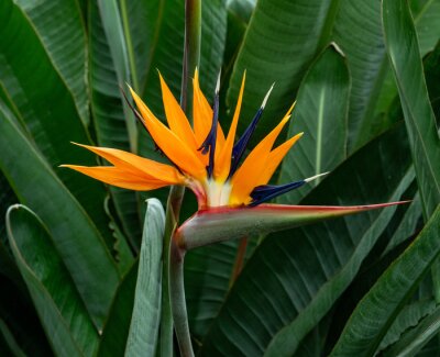 Papier peint  Bird Of Paradise flower (Strelitzia reginae) in full bloom in tropical garden