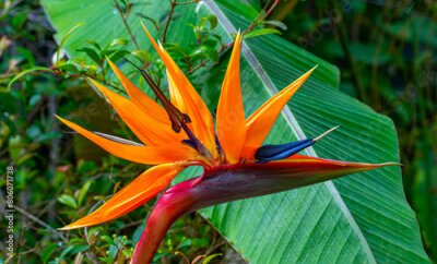 Papier peint  Bird Of Paradise flower (Strelitzia reginae) in full bloom in tropical garden