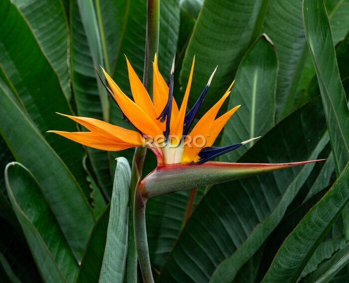 Papier peint  Bird Of Paradise flower (Strelitzia reginae) in full bloom in tropical garden