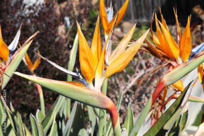 Papier peint  Bird of Paradise flower (Strelitzia reginae) in full bloom : (pix Sanjiv Shukla)